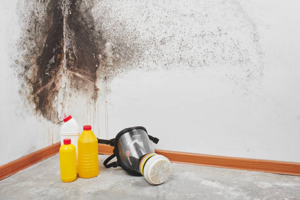 Mold Removal and Inspection in Saranac Lake, NY