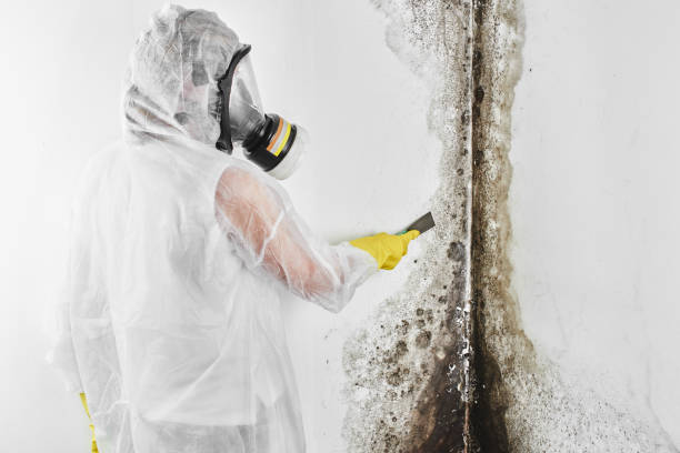Best Professional Mold Removal  in Saranac Lake, NY