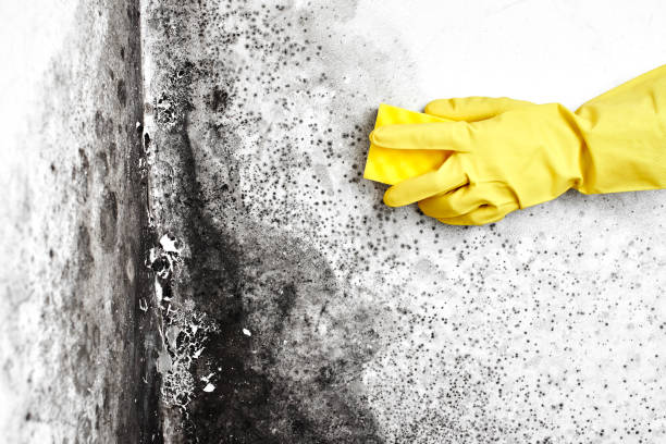 Best Mold Removal Near Me  in Saranac Lake, NY