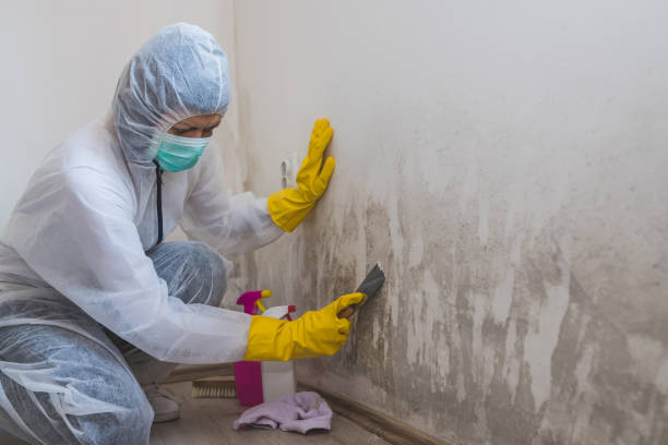 Best Commercial Mold Removal  in Saranac Lake, NY
