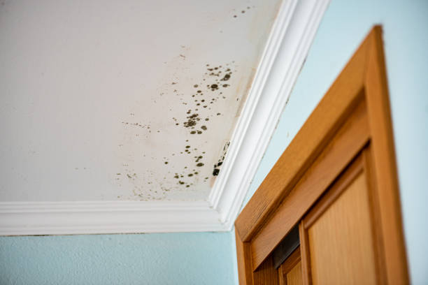 Best Crawl Space Mold Removal  in Saranac Lake, NY