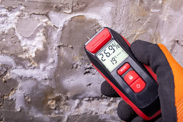 Best Black Mold Removal  in Saranac Lake, NY
