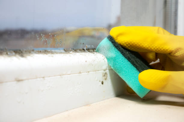 Best Emergency Mold Removal  in Saranac Lake, NY