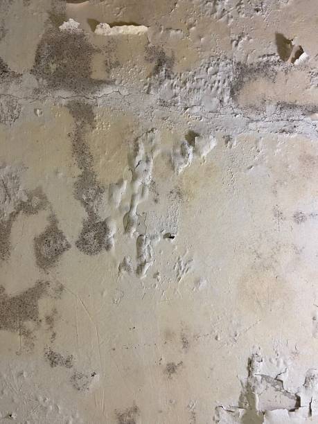 Best Fast Mold Removal  in Saranac Lake, NY