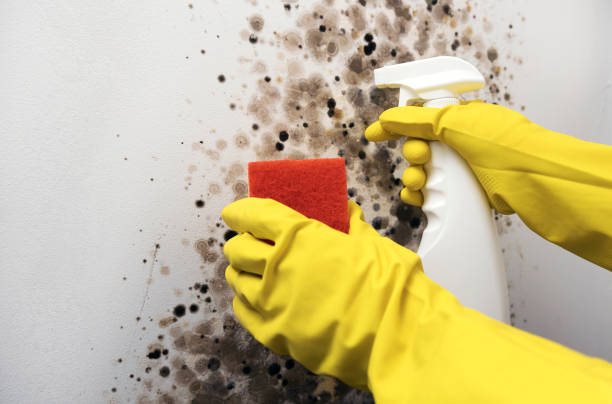 Crawl Space Mold Removal in Saranac Lake, NY