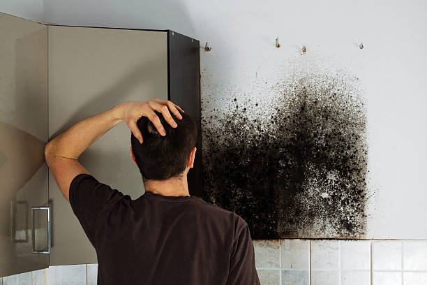 Best Mold Testing  in Saranac Lake, NY