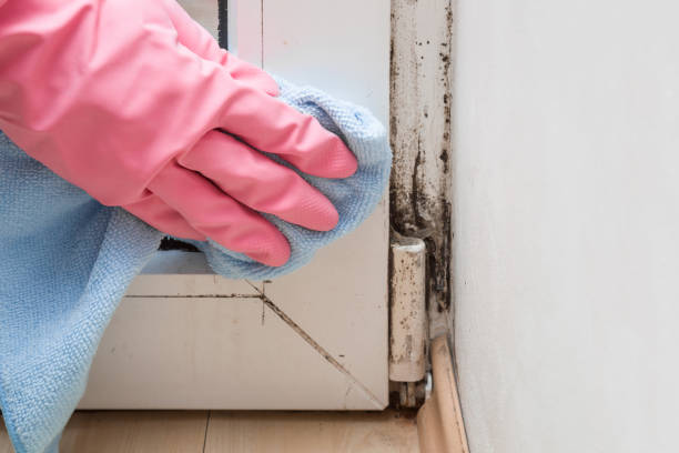 Saranac Lake, NY Mold Removal Company