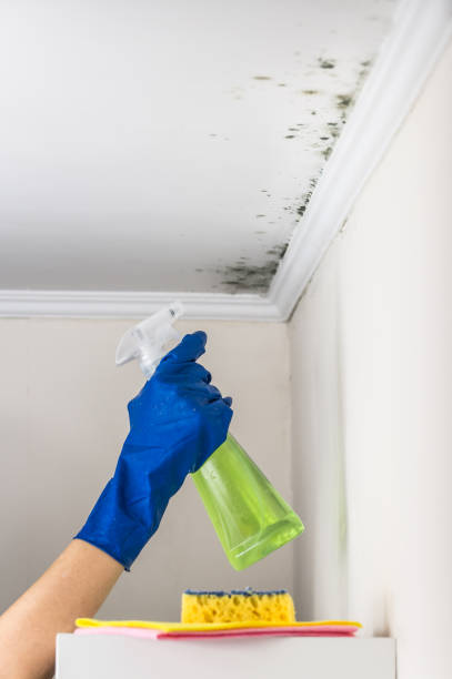 Best Residential Mold Removal  in Saranac Lake, NY
