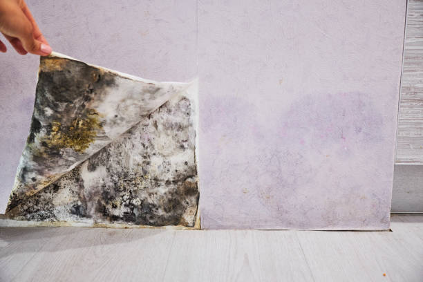 Best Water Damage Restoration  in Saranac Lake, NY